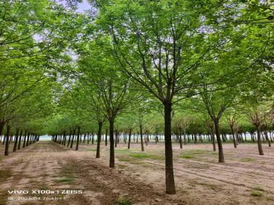 假植白蠟樹(shù)