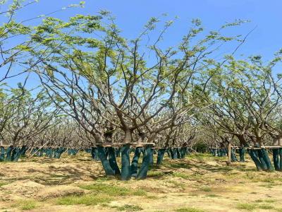 假植叢生樸樹(shù)