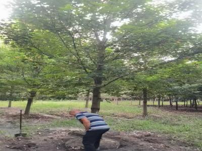 假植美國(guó)紅楓